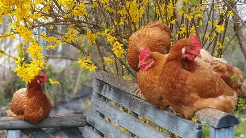 Adoptez et sauvez des poules