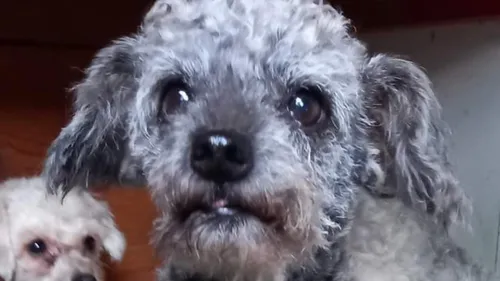 URGENCE ANIMAL AVEC L'ARPA 47 À BOÉ - CARMEN, CANICHE DE 2 A 10 ANS...