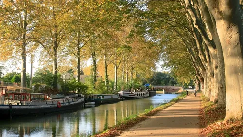 Toulouse : une palette végétale pour protéger le patrimoine arboré