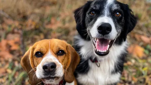 Le premier café-chiens vient d'ouvrir à Toulouse