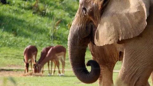 Zoo African Safari : une journée solidaire au profit de...