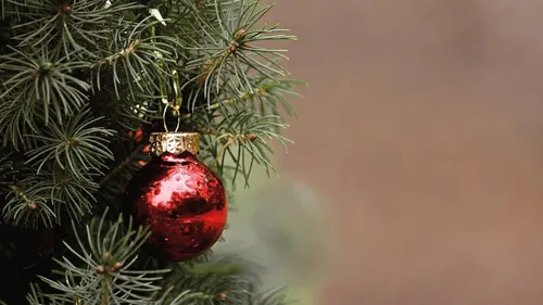 Où déposer son sapin de Noël à Toulouse après les fêtes ? 