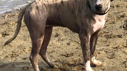 URGENCE ANIMAL AVEC L'ARPA 47 À BOÉ - TIVANA, PETITE STAFF LOF DE 5...