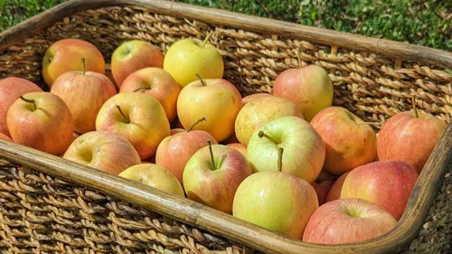 Cueillez vos pommes au Verger de Candie