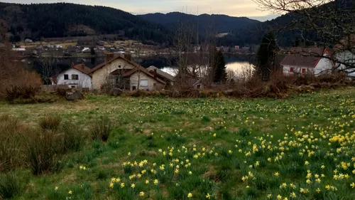 4. La Fête des Jonquilles de Gérardmer