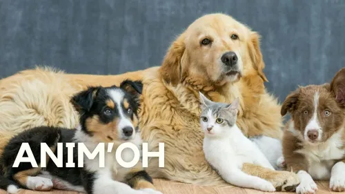 Anim'Oh