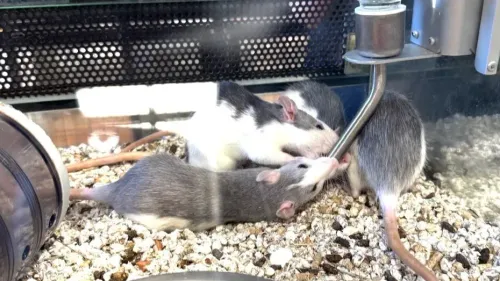 Haguenau : une animalerie au cœur d’une polémique sur les...