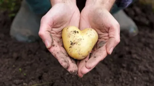 L'opération "Pommes de Terre du Cœur" reprend