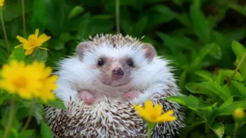 Le hérisson est "presque menacé d'extinction" en Europe de l'Ouest