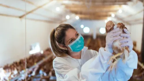 Le niveau de risque associé à la grippe aviaire passe de "modéré" à...