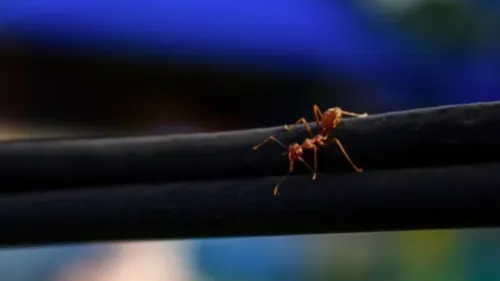 Découverte d’un nouveau nid de fourmis électriques dans le Var