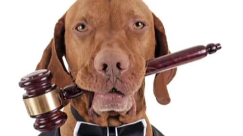 Strasbourg : un procès simulé sur les droits des animaux prévu le...