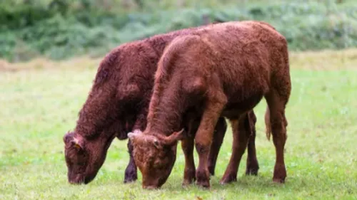 Errant dans les rues, des vaches ont été confinées dans la cour du...