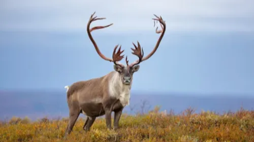 Le succès débordant de la Ferme aux Rennes
