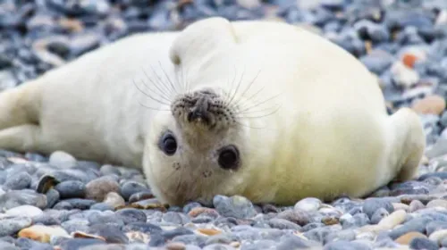 Une naissance de bébé phoque sur l'île de Sein pour la première fois