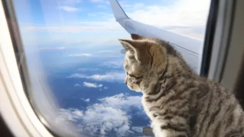Un chat s’introduit dans un avion, provoquant sa suspension au sol...