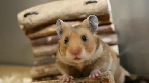 Le hamster d'Alsace connaît un retour progressif depuis dix ans,...