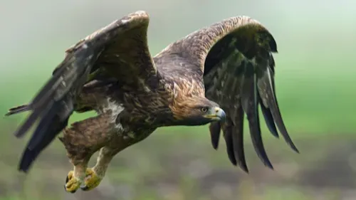 La Volerie des Aigles accueillera de nouveau le public, avec...