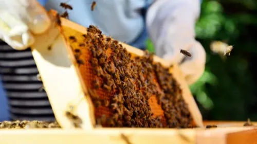 Abeilles en danger : le retour des néonicotinoïdes fait bondir les...