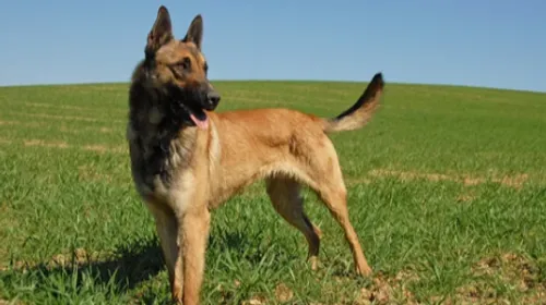 Pourquoi retrouve-t-on autant de bergers malinois dans les refuges...