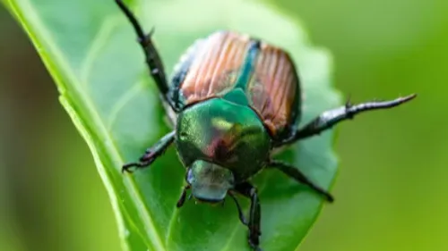 Confrontés à un insecte parmi les plus nuisibles d’Europe, trois...