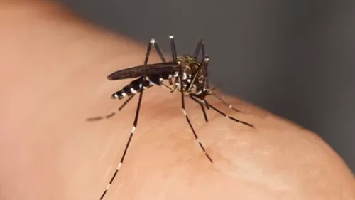 Moustique tigre : les bons réflexes pour limiter les piqûres et...