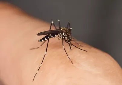 Moustique tigre : les bons réflexes pour limiter les piqûres et...