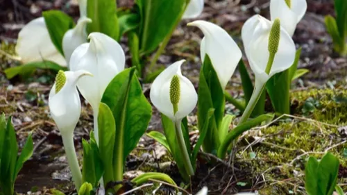 Alsace : une plante invasive venue d’Asie menace les zones humides,...