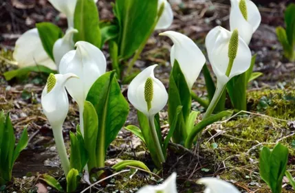 Alsace : une plante invasive venue d’Asie menace les zones humides,...