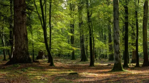 Haut-Rhin : un ossement humain découvert en forêt pourrait...