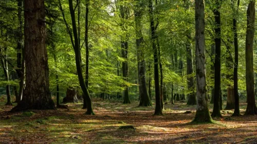 Haut-Rhin : un ossement humain découvert en forêt pourrait...