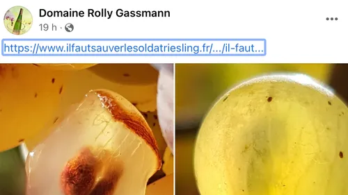 Une pétition pour ''Sauver le soldat Riesling''