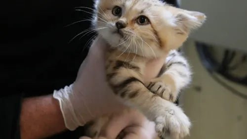 Trois nouveaux-nés chez les chats des sables au zoo de Mulhouse
