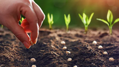 Plantez vos propres fruits et légumes dans votre jardin avec...