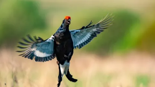 Vosges : réintroduction du grand tétras