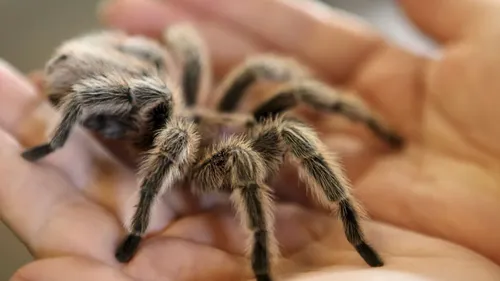 Démantèlement d'un réseau de trafic d'animaux exotiques entre la...