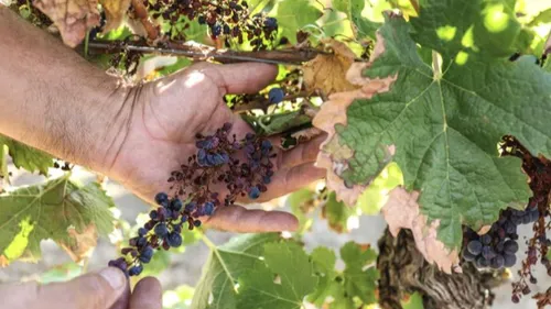 Chute de la production mondiale de vin