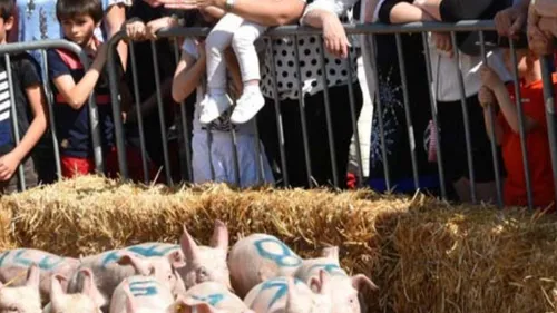 La Fête du Cochon à Ungersheim