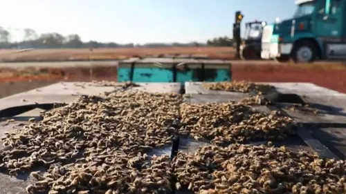 Aux États-Unis, des agriculteurs entreprennent de faire venir des...