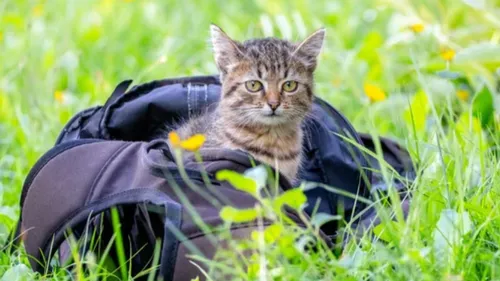 Il voyage en Europe avec son chat sur le dos