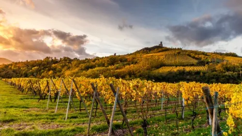 Une récolte de vendanges éclair avec un bilan maigre mais de qualité