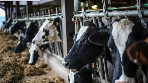 Vache retrouvée mutilée en Alsace du Nord : une enquête pour acte...