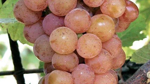 Vendanges 2026 en Alsace : la date sera dévoilée le 17 août, une...