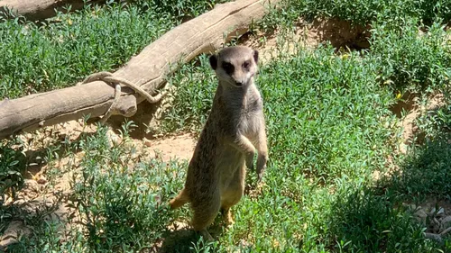 Zoo de Mulhouse : entrez au plus profond de la vie sauvage animale
