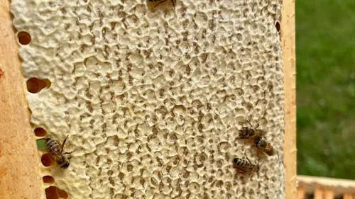 Les meilleurs miels de la région passés au crible par la...