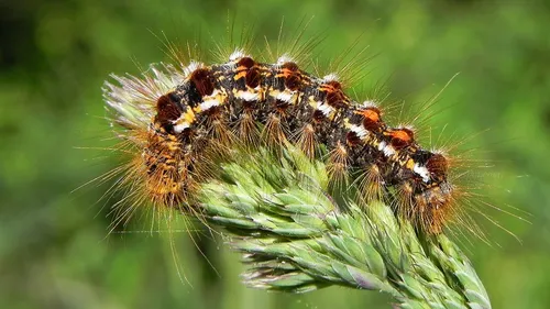 Sélestat : des chenilles urticantes risquent de gâcher votre...