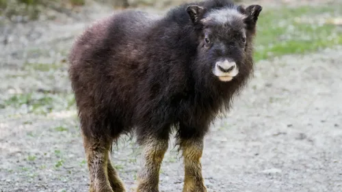 Naissance exceptionnelle de deux brefs musqués au Parc Zoologique...