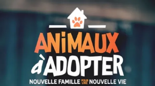 Sandrine Arcizet : Combat contre l'Abandon des Animaux et Succès de...