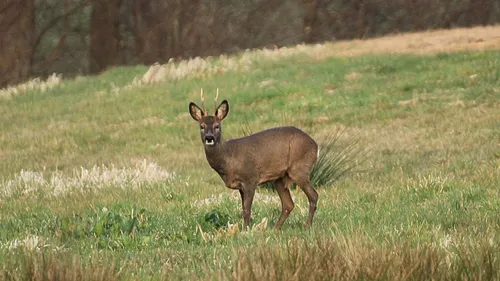 Un chevreuil égaré, pris en charge par les soignants des Hôpitaux...