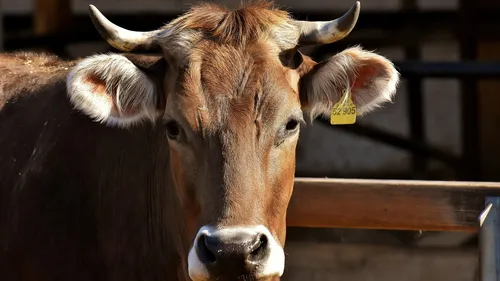 Dermatose bovine : vaccination massive et tensions sociales, la...